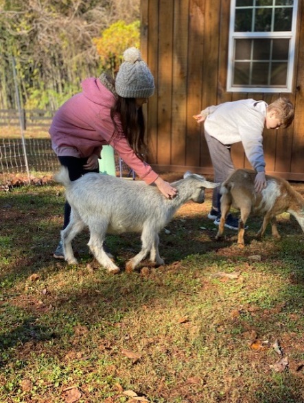 Goat petting