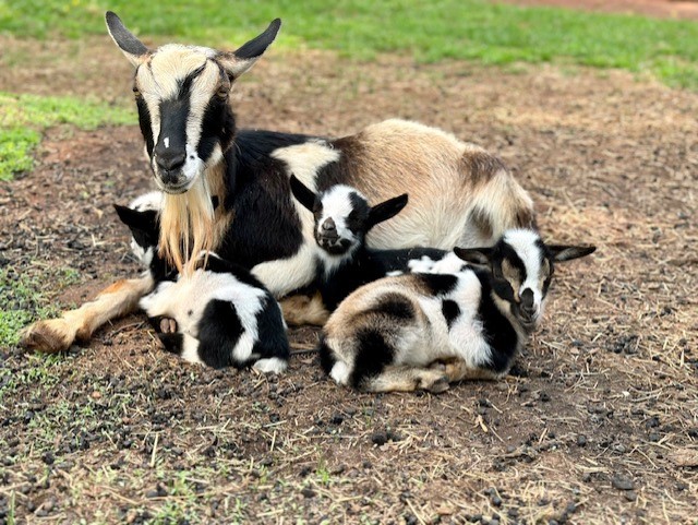 Pepper-and-her-babies